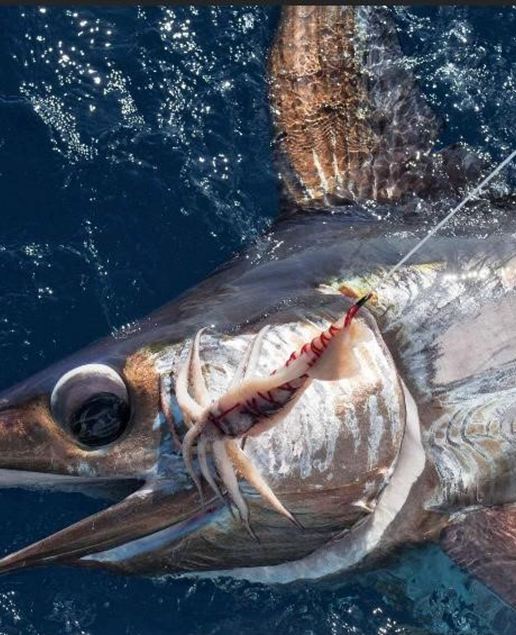 Pesca al pesce spada